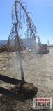 Weeping Blue Atlas Cedar Tree B-grade...