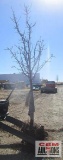 Pear Tree