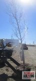 Quaking Aspen Tree B-grade