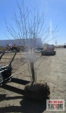 Amur Maple Tree