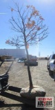 Sawtooth Oak Tree B-grade