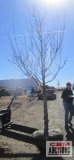 Newport Plum Tree
