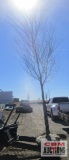 Allee Elm Tree B-grade