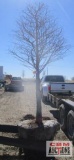 Bald Cypress Tree