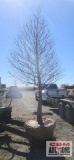 Bald Cypress Tree