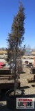 Taylor Juniper Tree