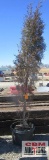 Taylor Juniper Tree