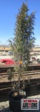 Taylor Juniper Tree