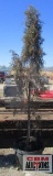 Taylor Juniper Tree