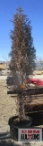 Taylor Juniper Tree