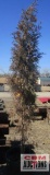 Taylor Juniper Tree