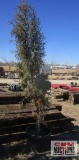 Taylor Juniper Tree