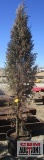 Taylor Juniper Tree