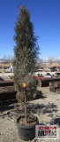 Taylor Juniper Tree