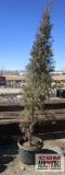 Taylor Juniper Tree
