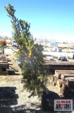 Columnar Norway Spruce Tree