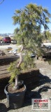 Weeping White Pine Tree