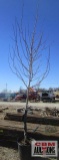 October Glory Maple Tree