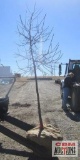 Royal Raindrops Crabapple Tree B-grade