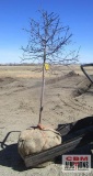 Royal Raindrops Crabapple Tree B-grade