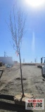 Pear Tree