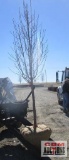 Pear Tree