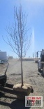 Pear Tree