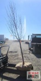 Pear Tree