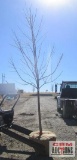 Autumn Blaze Maple Tree