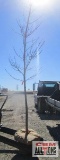 Autumn Blaze Maple Tree