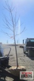 Autumn Blaze Maple Tree