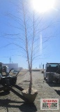 River Birch Tree