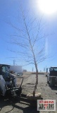 River Birch Tree