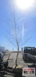 River Birch Tree