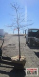 Pin Oak Tree