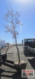 Swamp White Oak Tree