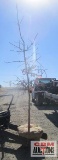 Swamp White Oak Tree