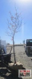 Pin Oak Tree