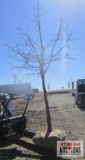 Pin Oak Tree