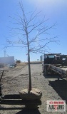 Pin Oak Tree