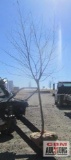 Sycamore Tree