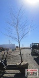 Sycamore Tree B-grade