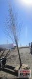 Pear Tree B-grade