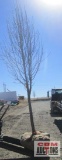 Pear Tree