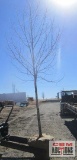 Sycamore Tree B-grade
