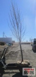 Pear Tree B-grade