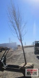 Pear Tree