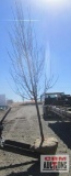 Pear Tree B-grade