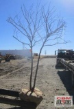 Redbud Tree Multi-Stem