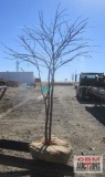 Redbud Tree Multi-Stem